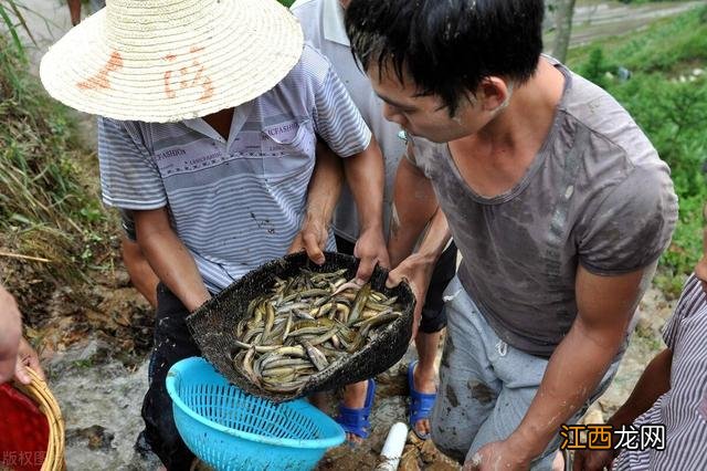 马蹄与什么不能一起吃,马蹄不宜与什么同吃,此文，实在太实用了