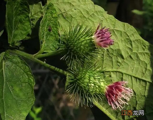 牛蒡茶什么味,牛蒡茶味道怎么样,先收藏了！