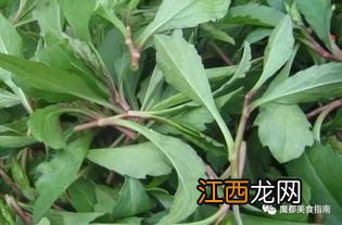 马兰头是啥菜 马兰头什么时候播种最好