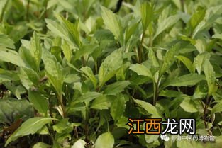 马兰头是啥菜 马兰头什么时候播种最好