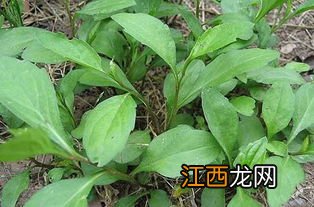 马兰头是啥菜 马兰头什么时候播种最好