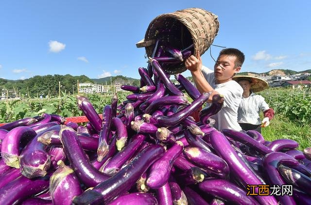 绿茄子有什么营养价值,绿茄子的功效与作用,了解的方法