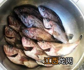 养的红色鱼为什么变黑 黑鱼可以红烧吃吗