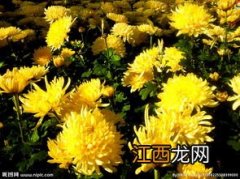 菊花黄叶子是咋回事 菊花为什么夏天枯萎