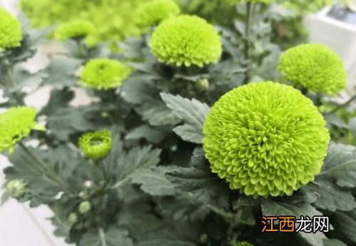 为什么白色的菊花泡水是绿色 为什么白色的菊花泡水是绿色