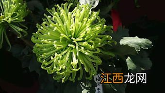 为什么白色的菊花泡水是绿色 为什么白色的菊花泡水是绿色