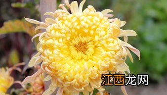 为什么白色的菊花泡水是绿色 为什么白色的菊花泡水是绿色