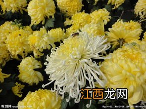 为什么白色的菊花泡水是绿色 为什么白色的菊花泡水是绿色