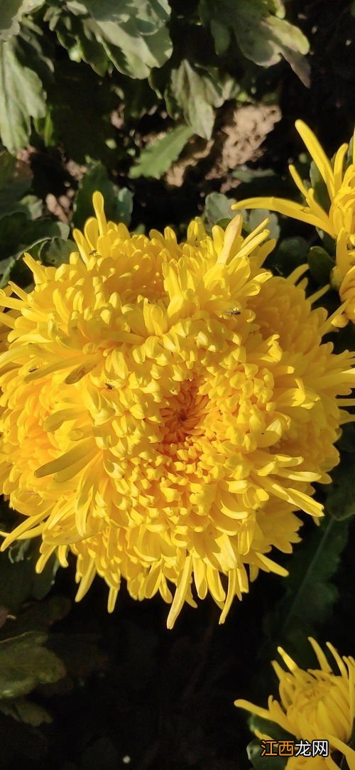 菊花像什么 鲜菊花的各种吃法