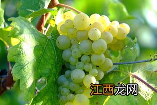 白葡萄酒做的菜 白葡萄酒吃什么菜合适