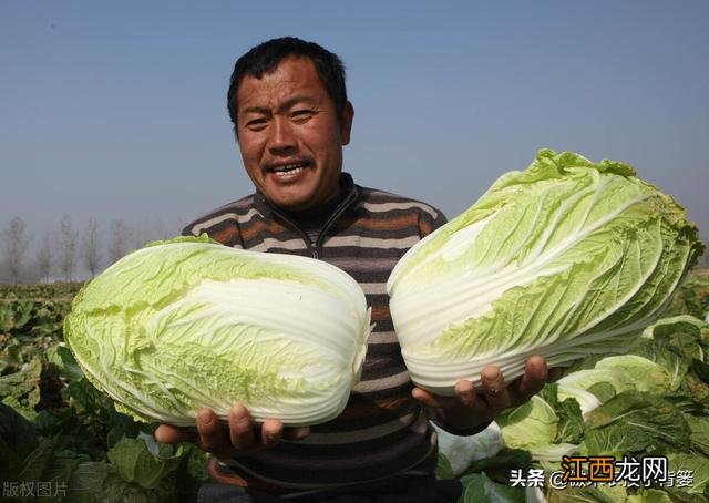 蔬菜施肥后几天可以吃 刚施肥的菜能吃吗