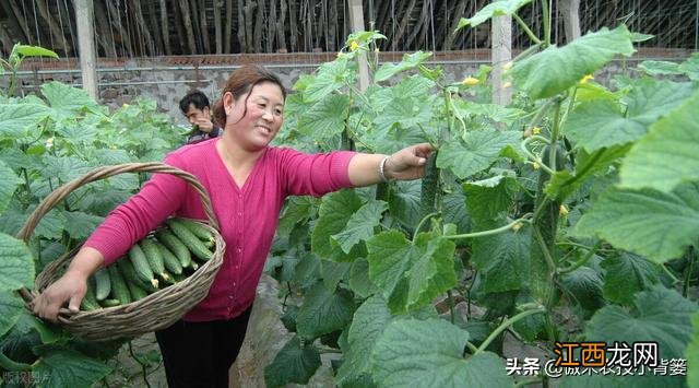 蔬菜施肥后几天可以吃 刚施肥的菜能吃吗