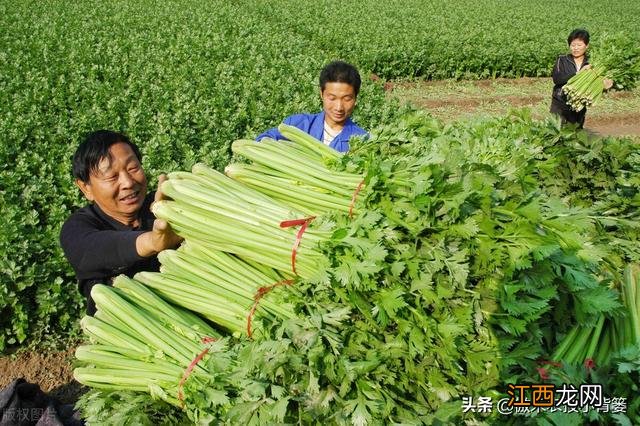 蔬菜施肥后几天可以吃 刚施肥的菜能吃吗