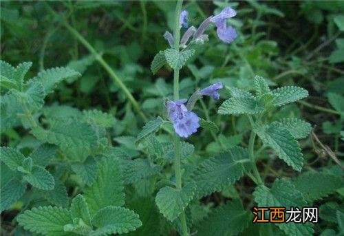 请问薄荷是什么样子的小视频 薄荷的样子是什么样的