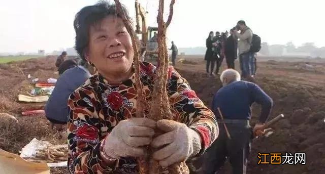 麻山药适合什么人吃 麻山药怎么吃营养价值高