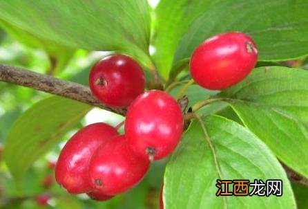 山茱萸怎样吃效果好 山茱萸有什么功效怎么吃