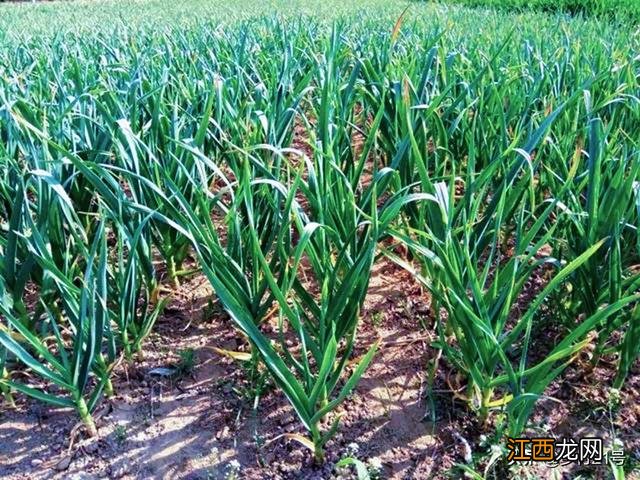 蒜苗什么时候种最合适 蒜苗什么时候种?