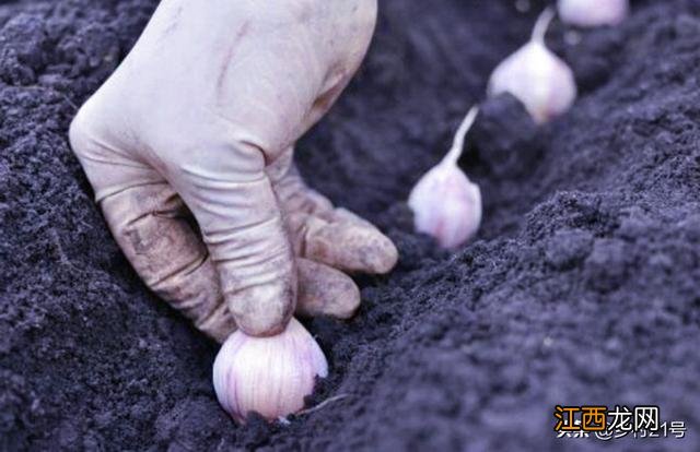 蒜苗什么时候种最合适 蒜苗什么时候种?