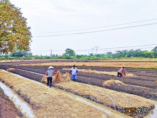 蒜苗什么时候种最合适 蒜苗什么时候种?