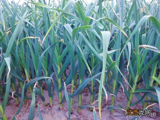 蒜苗什么时候种最合适 蒜苗什么时候种?