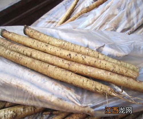 牛蒡不可以和什么一起泡水喝 牛蒡不能和什么一起泡茶