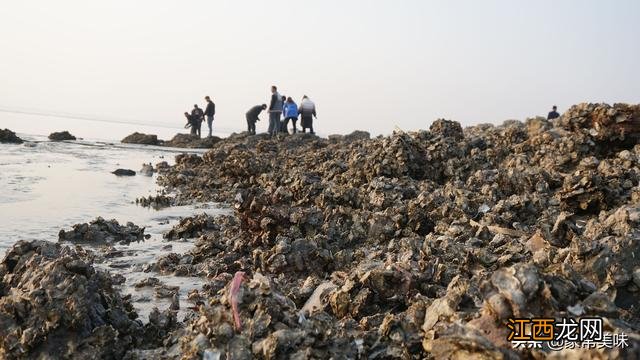 海蛎啥样 海蛎子什么样的好吃