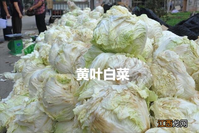 白菜的主要可食局部属于 白菜吃什么部位