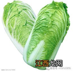 白菜与什么相克 卷心菜榨汁做法