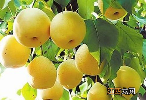 梨的吃法和作用 红糖香蕉水有什么功效