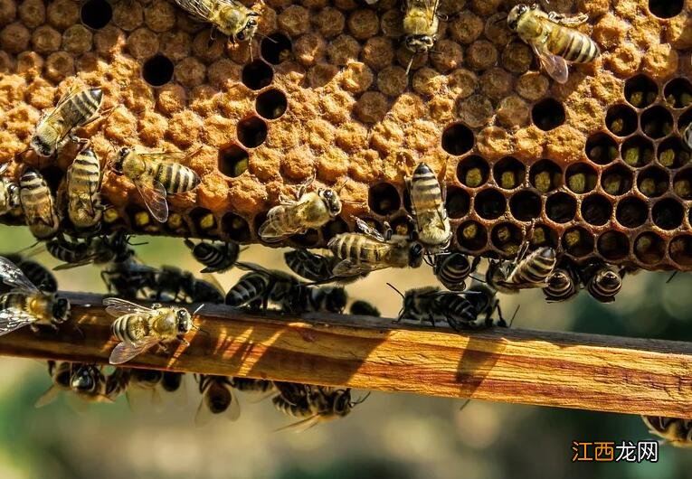 蜂窝的功效与作用及食用方法