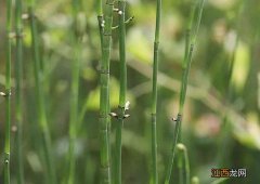 节节草煮鸭蛋治什么病