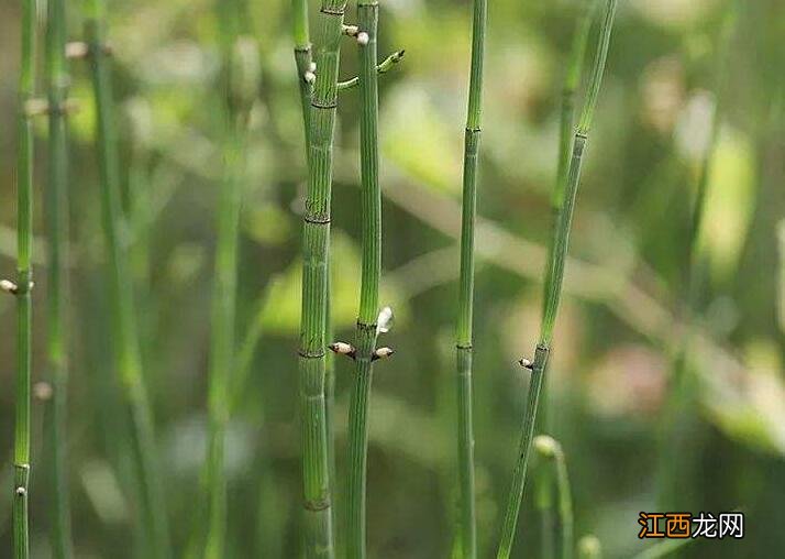 节节草熬水有什么功效