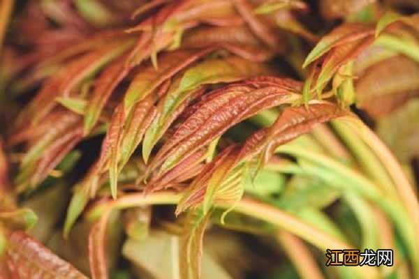 香椿能盆栽怎么种,香椿养殖注意事项总结