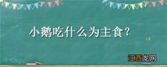 小鹅吃什么为主食小鹅几个月下蛋 小鹅吃什么为主食