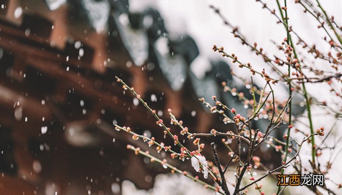 瑞雪飘飘点绽红梅枝裹玉下后一句 瑞雪映红梅的词