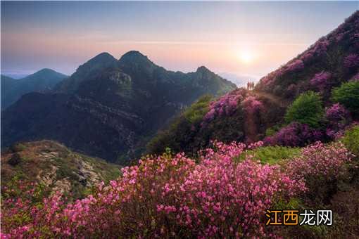 杜鹃花开遍山野是什么景象描写 杜鹃花开遍山野是什么景象