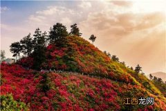 杜鹃花开遍山野是什么景象描写 杜鹃花开遍山野是什么景象