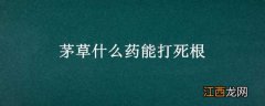 茅草什么药能打死根部 茅草什么药能打死根