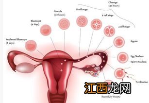 更年期女性要如何保养子宫？ 女人过了四十岁怎么保养