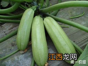 西葫芦烂瓜怎么防治 西葫芦蔓枯病该怎样防治？