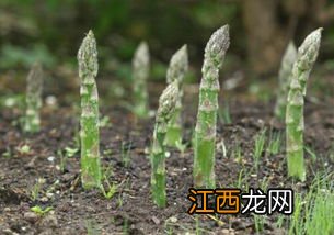 芦笋怎么种植方法 芦笋怎么做最好吃啊