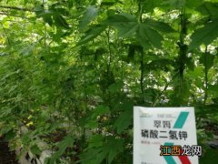 苦瓜只开花不结果是什么原因 苦瓜怎么种植方法视频