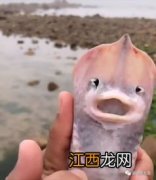 海蜇哪些部位能吃 哪种海蜇好吃