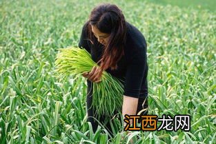 蒜苔怎么种的？