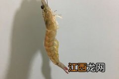 怎么样剔除虾线