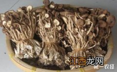 茶树菇怎样种植 茶树菇栽培技术与管理