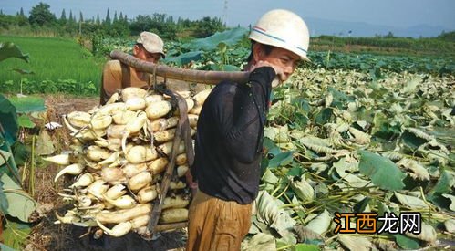 藕怎么在缸里种植