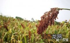 高粱是怎么种植的 高粱如何栽培才能高产？