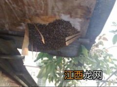 弱群蜜蜂怎样才能养 蜜蜂得了狍子虫病怎么治疗