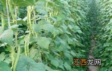 芸豆怎么才能开花多 芸豆怎么才能开花多一些